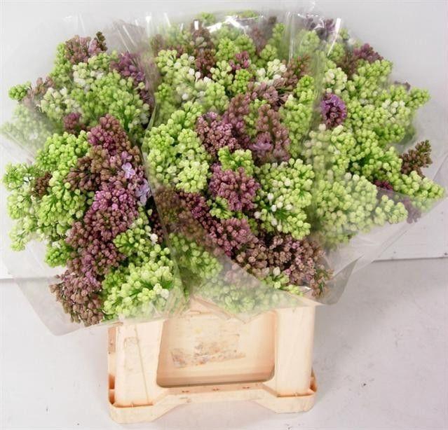 <h4>SYRINGA PER BOS</h4>