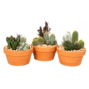 3x cactus schaal romana