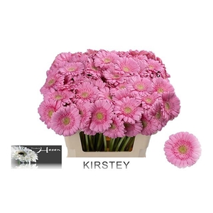 GE MI KIRSTEY