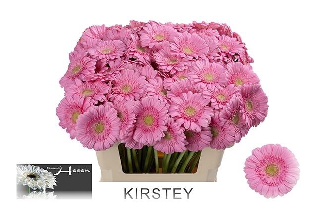 <h4>GE MI KIRSTEY</h4>