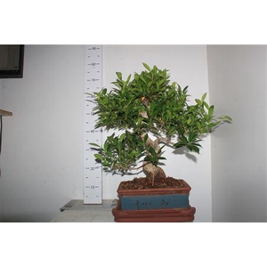 Bonsai Ficus Retusa