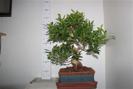 <h4>Bonsai Ficus Retusa</h4>