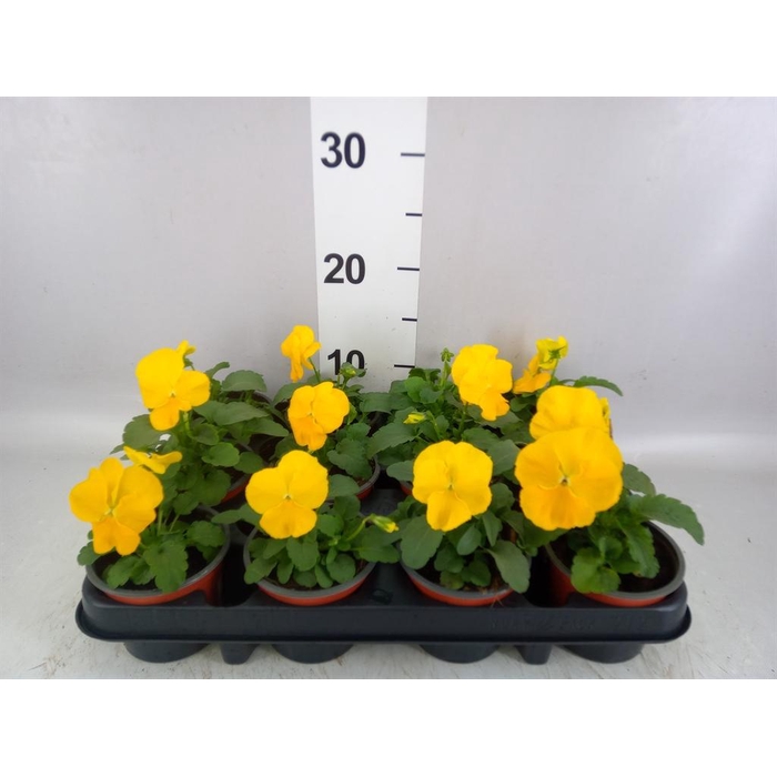 <h4>Viola wr. 'Matrix Yellow'</h4>