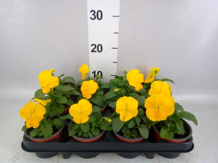 Viola wr. 'Matrix Yellow'