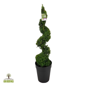 Buxus sempervirens Spiraal 120-140