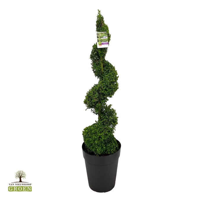 <h4>Buxus sempervirens Spiraal 120-140</h4>