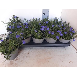 LOBE ER BAHARI BLUE