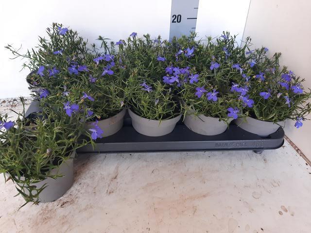 <h4>LOBE ER BAHARI BLUE</h4>