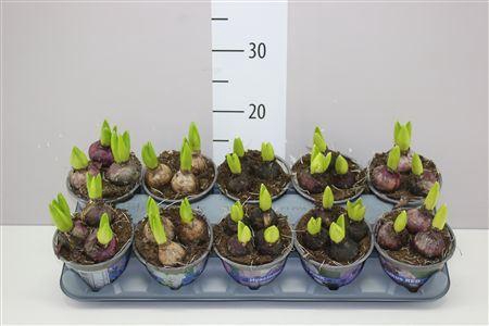 <h4>Hyacinthus Gemengd 3pp</h4>