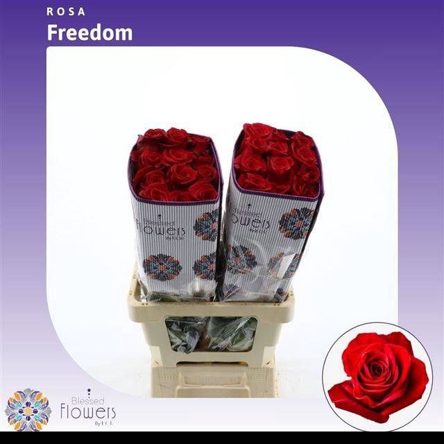 <h4>R GR FREEDOM</h4>