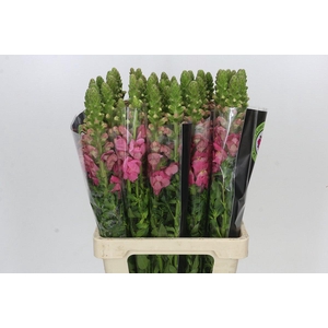 Antirrhinum Potomac Cherry Pink