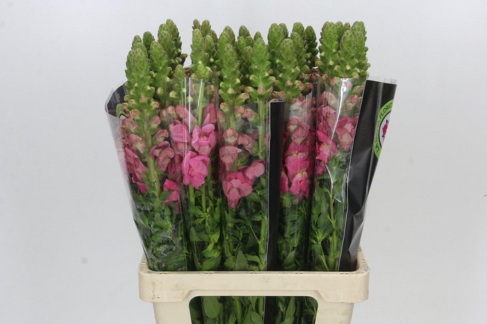 <h4>Antirrhinum Potomac Cherry Pink</h4>
