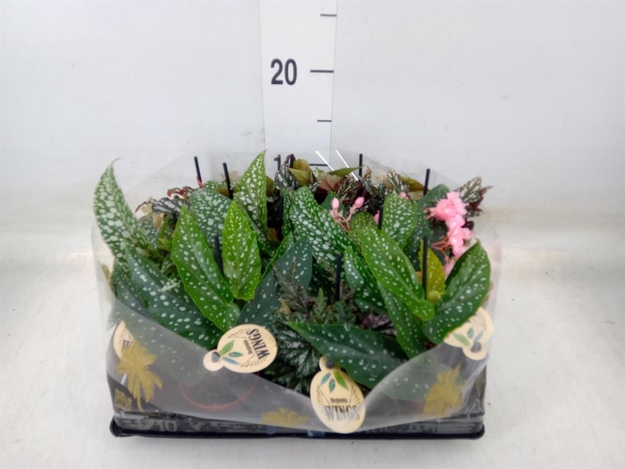 <h4>Begonia BD   ...</h4>