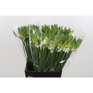 Ornithogalum Thyrsoides