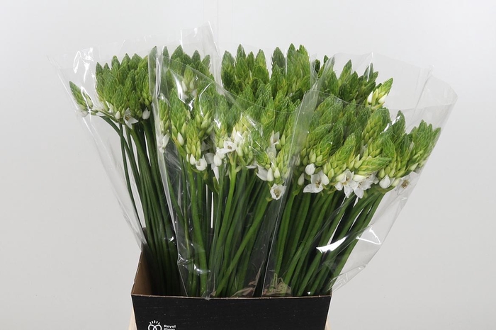 <h4>Ornithogalum Thyrsoides</h4>
