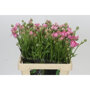 Ranunculus Moderna Dolce