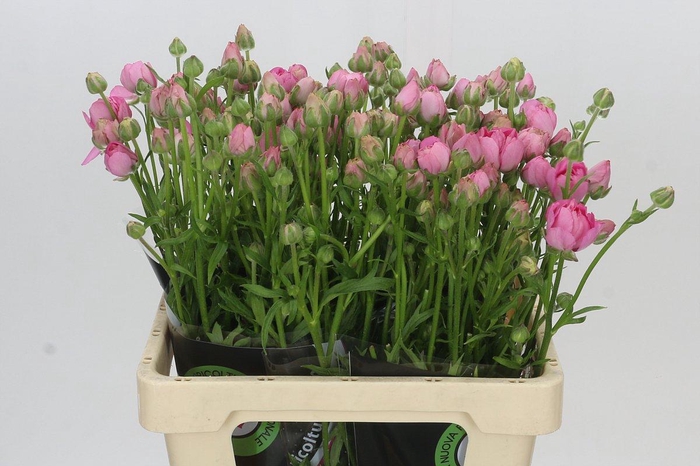 <h4>Ranunculus Moderna Dolce</h4>