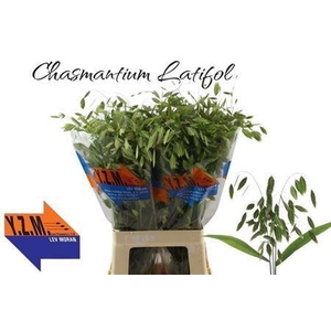 Chasmanthium latifolium