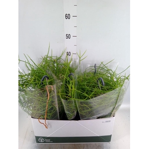 Rhipsalis   ...