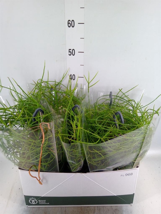 <h4>Rhipsalis   ...</h4>