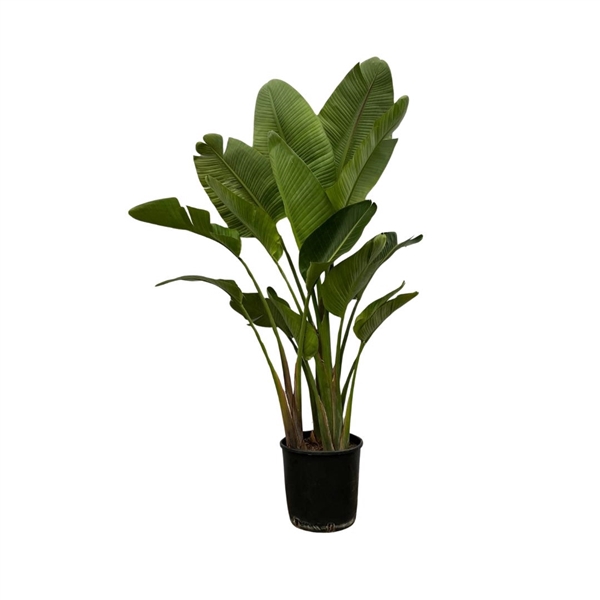 <h4>Strelitzia Nicolai XXL - 200cm</h4>