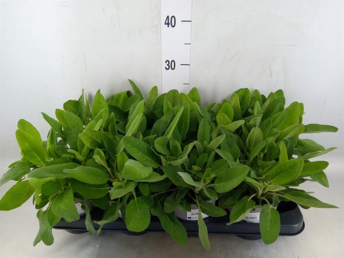 <h4>Salvia officinalis</h4>