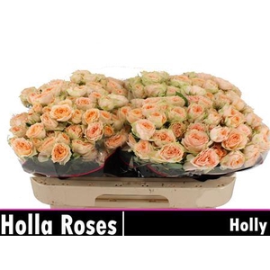 R Tr Holly