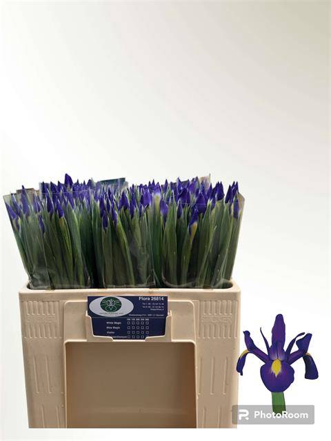 <h4>IRIS BLUE MAGIC</h4>