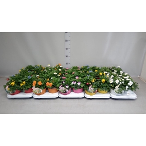 Perkplanten   ...tuft 3   [Bedding]