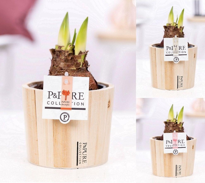 <h4>Hippeastrum mix in P&PURE Wood 5</h4>