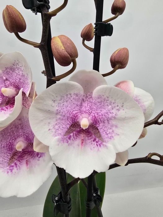 <h4>Limited 50 week 10</h4>