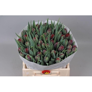 Tulipa do red princess