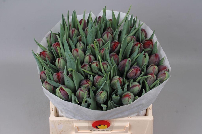 <h4>Tulipa do red princess</h4>