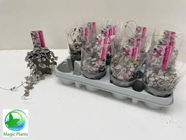 <h4>CEROP WO VARIEGATA</h4>