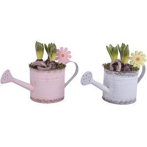 Bulbs Arr. Hyacint Zinc Wateringcan Vintage Ø36cm 3PP