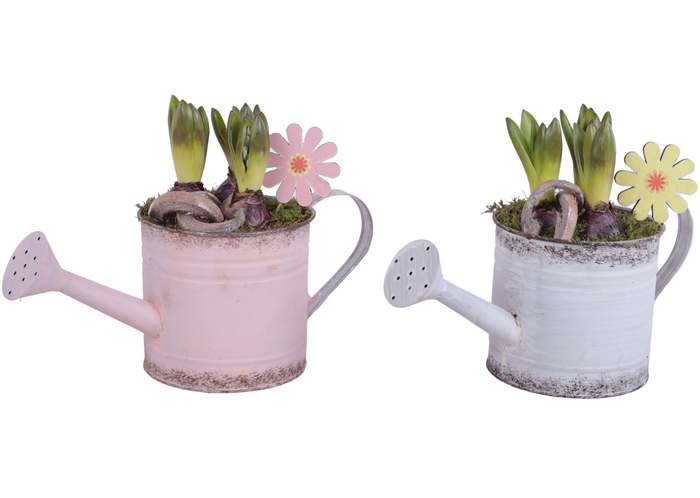 <h4>Bulbs Arr. Hyacint Zinc Wateringcan Vintage Ø36cm 3PP</h4>