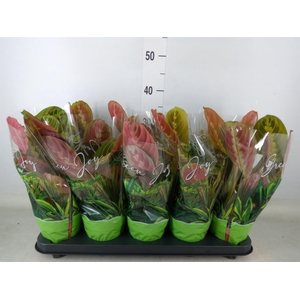 Maranta leuc. 'Fascinator'