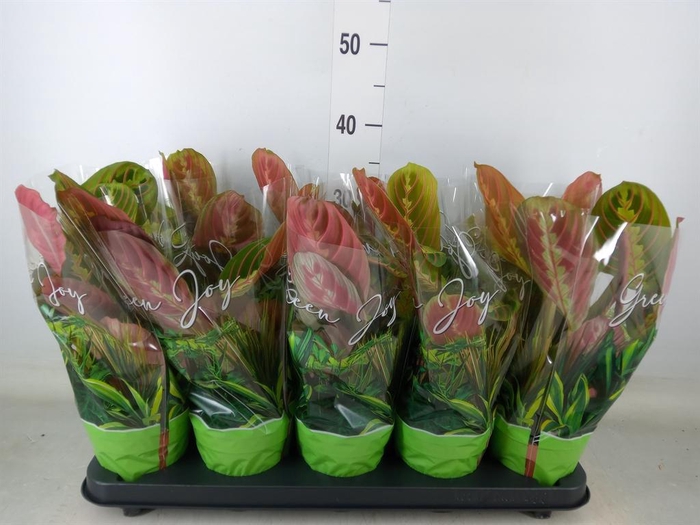 <h4>Maranta leuc. 'Fascinator'</h4>