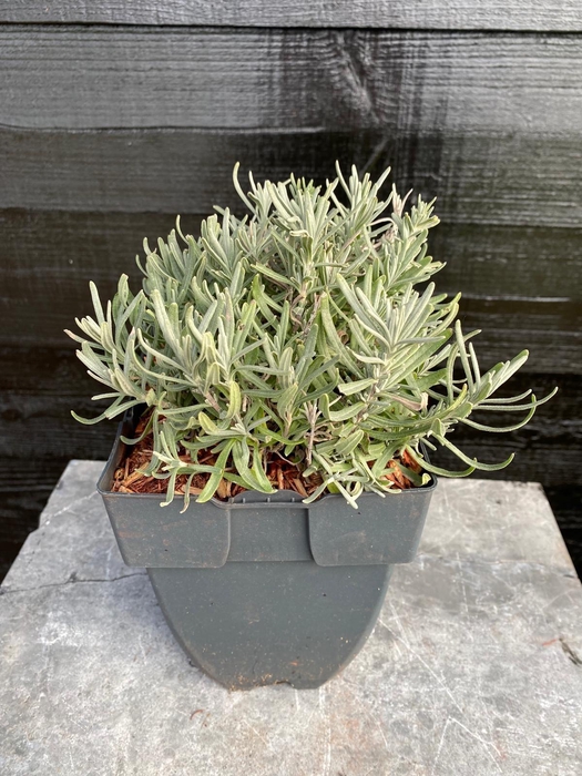 <h4>Lavandula angustifolia 'Hidcote' P17</h4>
