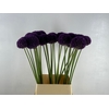 ALLIUM AMBASSADOR