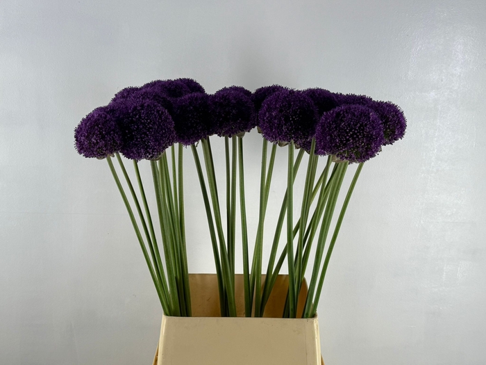 ALLIUM AMBASSADOR
