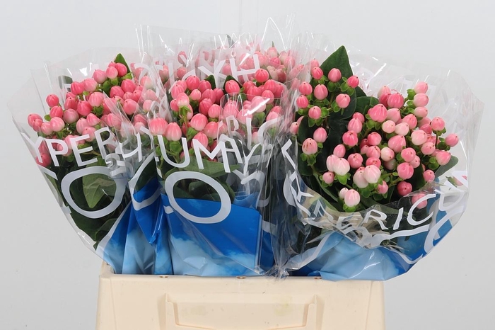 <h4>Hyp Coco Casino</h4>