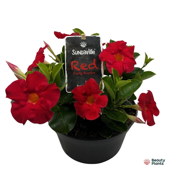 <h4>Mandevilla Sundaville Classic Red Bowl (Dipladenia)</h4>