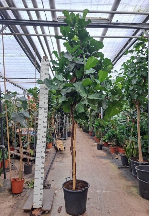 Ficus lyrata