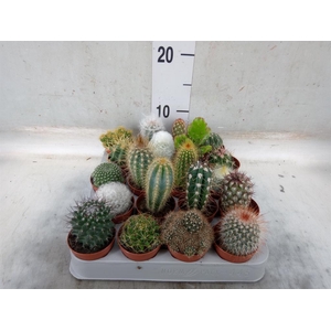 Cactus   ...mix
