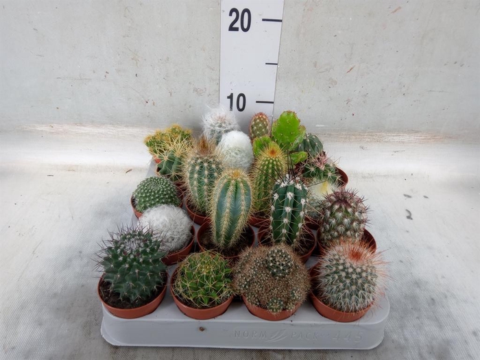 <h4>Cactus   ...mix</h4>