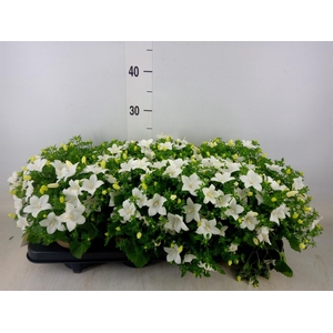 Campanula isoph. 'Atlanta White'