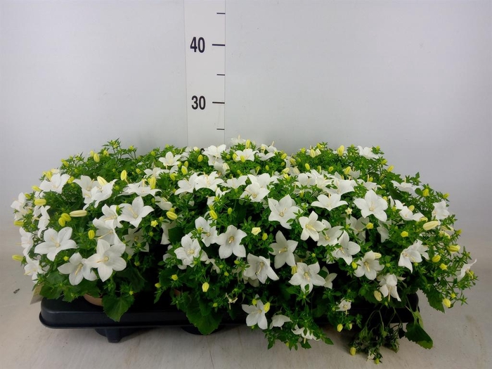 <h4>Campanula isoph. 'Atlanta White'</h4>