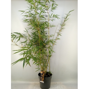 Fargesia robusta 'Campbell'