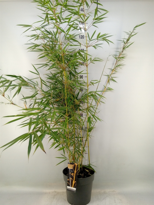 <h4>Fargesia robusta 'Campbell'</h4>